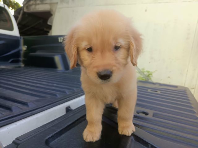 โกลเด้น รีทรีฟเวอร์  รูปที่ 2