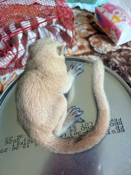 ลูกกระรอกเผือกสระบุรี ลูกป้อน โครงสร้างใหญ่ 