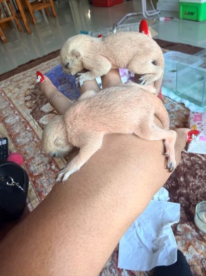 ลูกกระรอกเผือกสระบุรี ลูกป้อน โครงสร้างใหญ่  รูปที่ 5