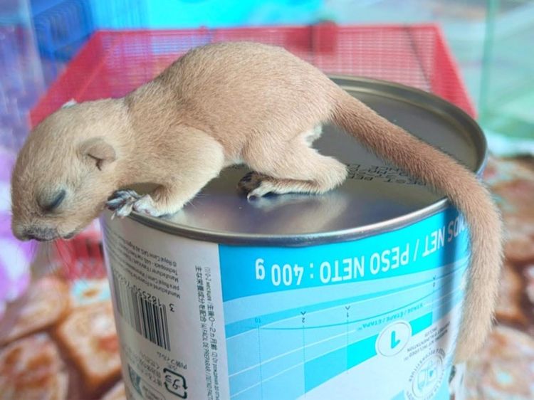 ลูกกระรอกเผือกสระบุรี ลูกป้อน โครงสร้างใหญ่  รูปที่ 2