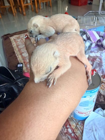 ลูกกระรอกเผือกสระบุรี ลูกป้อน โครงสร้างใหญ่  รูปที่ 3
