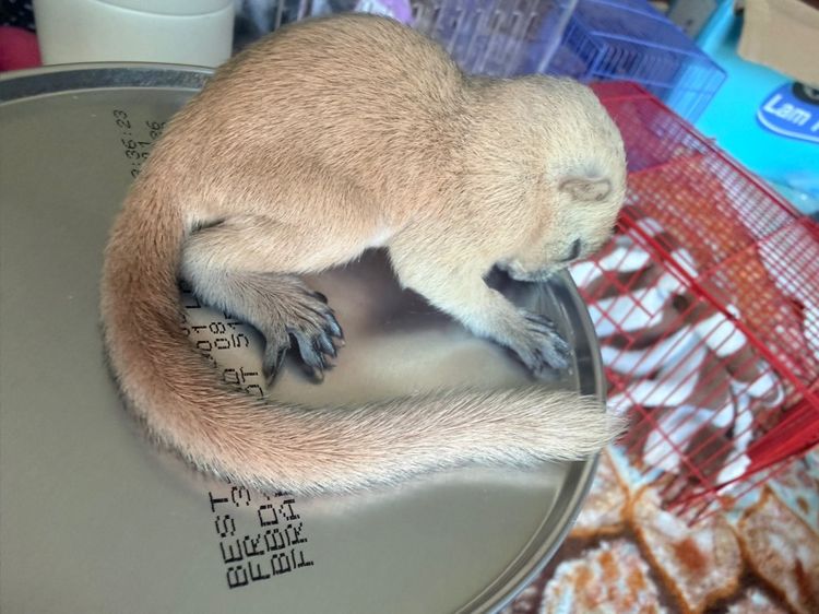 ลูกกระรอกเผือกสระบุรี ลูกป้อน โครงสร้างใหญ่  รูปที่ 4