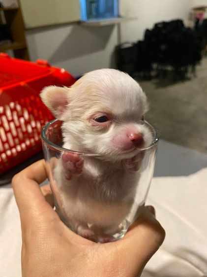 ชิวาว้าแท้