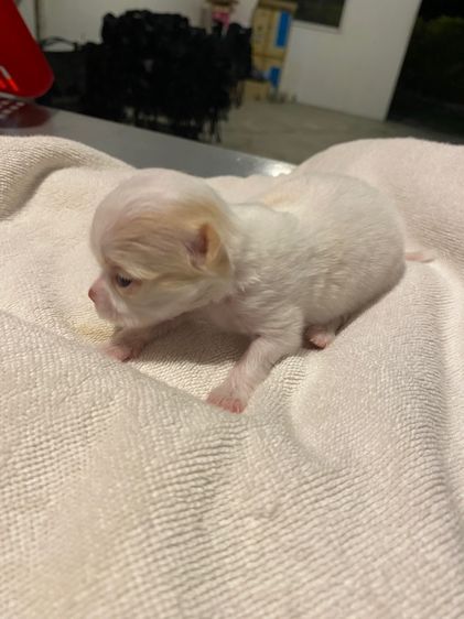 ชิวาว้าแท้ รูปที่ 4