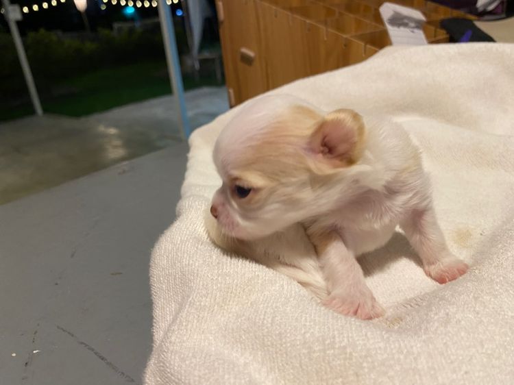 ชิวาว้าแท้ รูปที่ 7