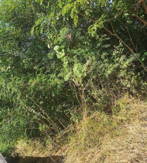 ใช่ ด่วน​ ขายที่เปล่า​ 100​ ต.ร.ว.​ ถมที่แล้ว​ อยุ่บ้านมหาโพธิ์ ในเมือง​  ไกล้สถานที่หลายๆที่เช่นศาลหลักเมืองโรงเรียนรารีรัตน์แพร่​ กรมที่ดิน​ วัดดังๆหลายที่ถนนเจริญเมือง​ เป็นต้นราคา350, 000​ บาท​ ฟรีค่าโอน​ มีฉโหนดตราคุฑแดง0855135699​ โทรนัดดูที่ได้นะคะ รูปที่ 4