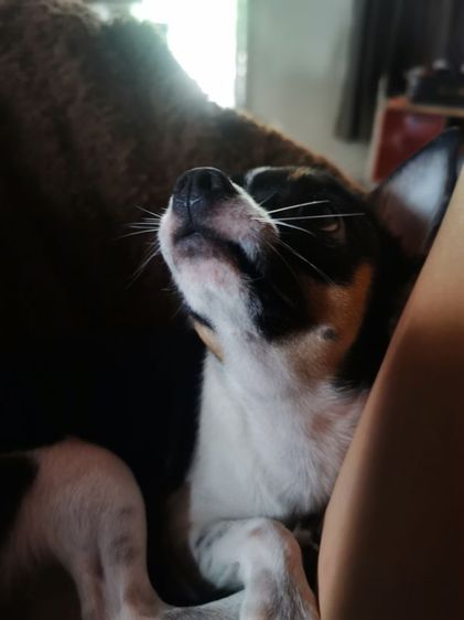 รับผสมพันธุ์พ่อพันธ์ุชิวว่าลายวัวขาวดำพันแท้ทำจนติด รูปที่ 4