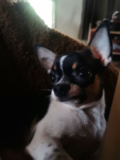 รับผสมพันธุ์พ่อพันธ์ุชิวว่าลายวัวขาวดำพันแท้ทำจนติด รูปที่ 7