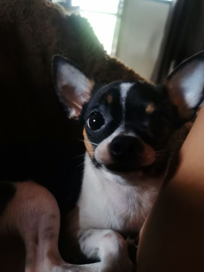 รับผสมพันธุ์พ่อพันธ์ุชิวว่าลายวัวขาวดำพันแท้ทำจนติด รูปที่ 6