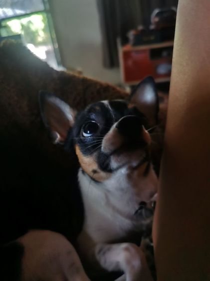 รับผสมพันธุ์พ่อพันธ์ุชิวว่าลายวัวขาวดำพันแท้ทำจนติด