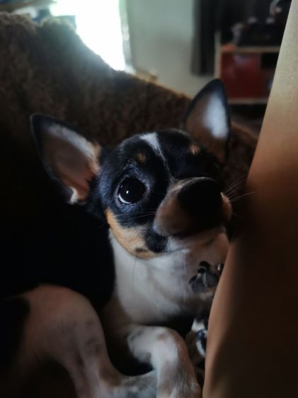 รับผสมพันธุ์พ่อพันธ์ุชิวว่าลายวัวขาวดำพันแท้ทำจนติด รูปที่ 2