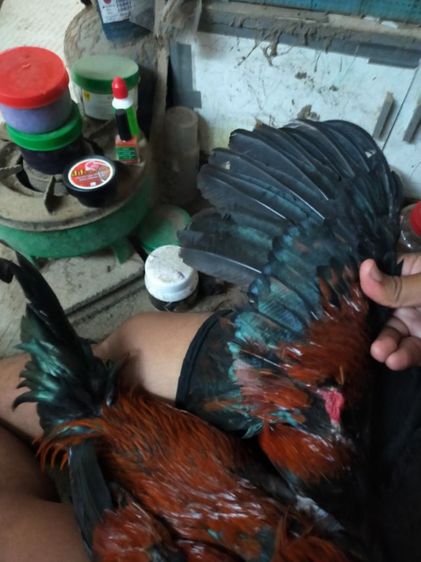 ก๋อยญี่ปุ่นเลี้ยวตี รูปที่ 5