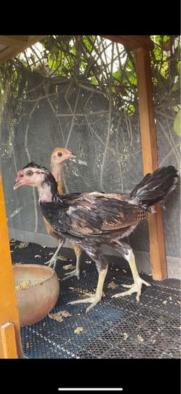 ขายเหมาไก่ชนพม่า