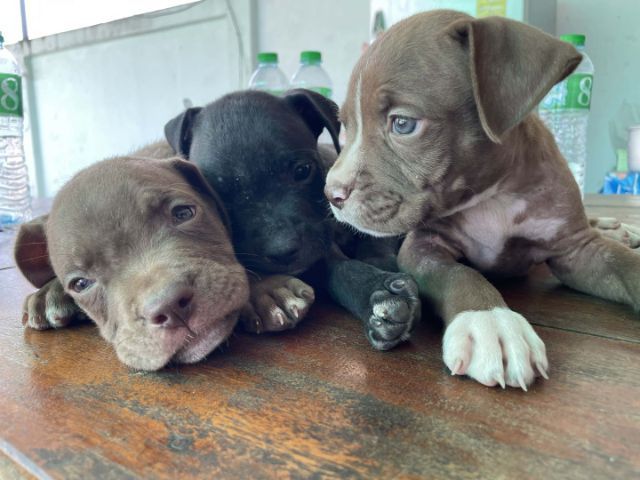 ขายพิบูล  รูปที่ 2