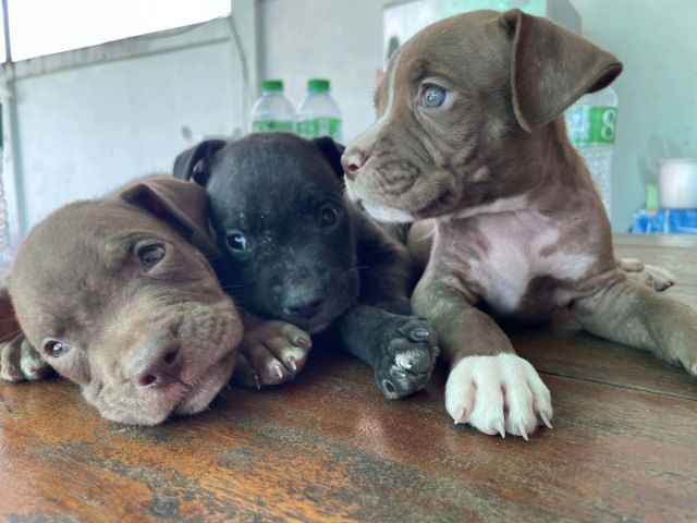 ขายพิบูล  รูปที่ 3