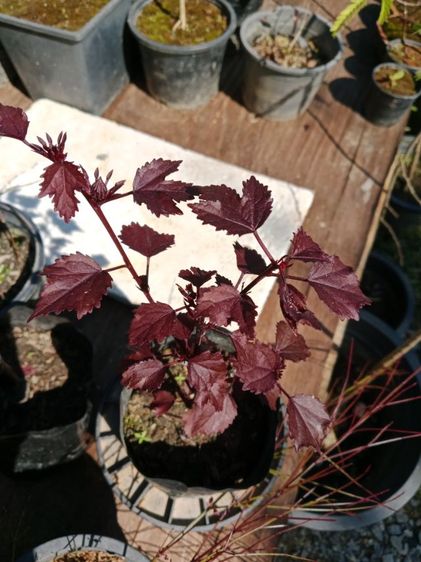 ต้นชบาเมเปิ้ลแดง  รูปที่ 4