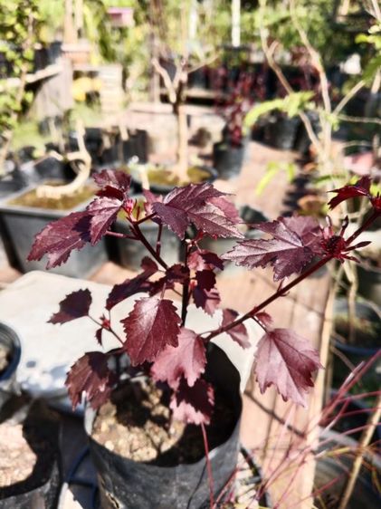 ต้นชบาเมเปิ้ลแดง  รูปที่ 5