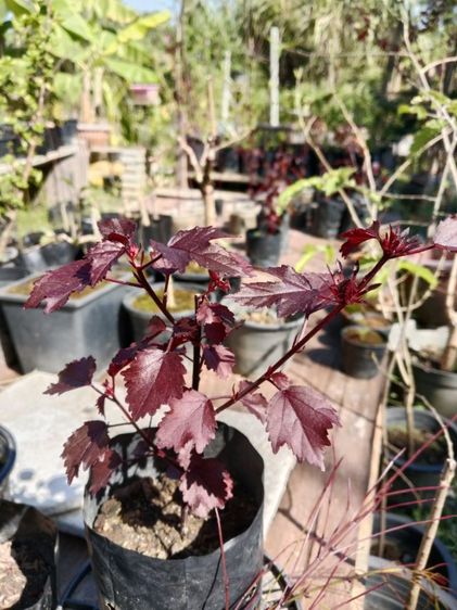 ต้นชบาเมเปิ้ลแดง 