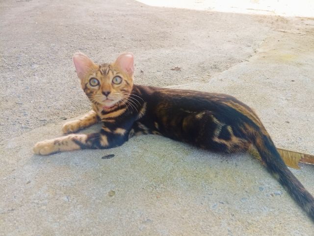 แมวเบงกอล วัย 3 เดือน รูปที่ 3