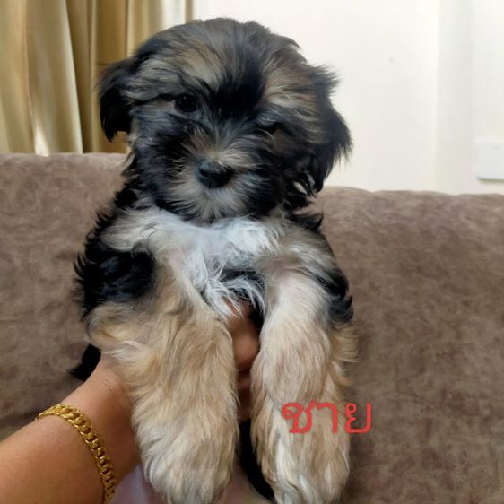 ขายหมา ยอร์คเชีย หาบ้านให้ตัวเล็ก มีค่าเทอมคับ ติดต่อ fb: apiradee wongprachrist  รูปที่ 4