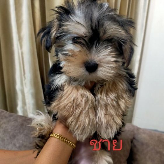 ขายหมา ยอร์คเชีย หาบ้านให้ตัวเล็ก มีค่าเทอมคับ ติดต่อ fb: apiradee wongprachrist  รูปที่ 7