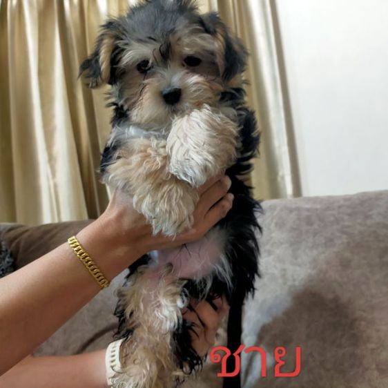 ขายหมา ยอร์คเชีย หาบ้านให้ตัวเล็ก มีค่าเทอมคับ ติดต่อ fb: apiradee wongprachrist 