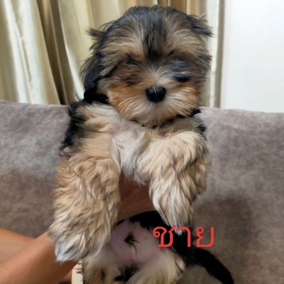 ขายหมา ยอร์คเชีย หาบ้านให้ตัวเล็ก มีค่าเทอมคับ ติดต่อ fb: apiradee wongprachrist  รูปที่ 5