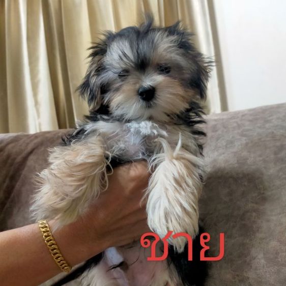 ขายหมา ยอร์คเชีย หาบ้านให้ตัวเล็ก มีค่าเทอมคับ ติดต่อ fb: apiradee wongprachrist  รูปที่ 2