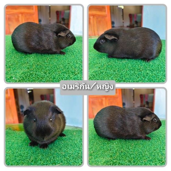 หนู​แก​ส​บี้​ขน​สั้น​ รูปที่ 4