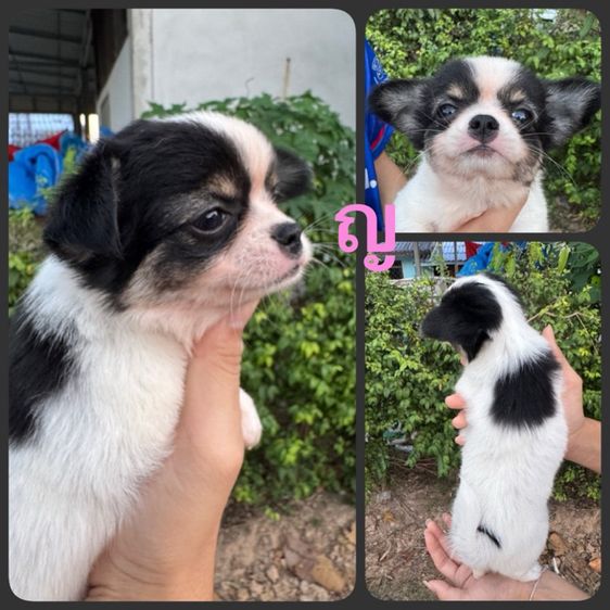 ชิวาวา ขนสั้น