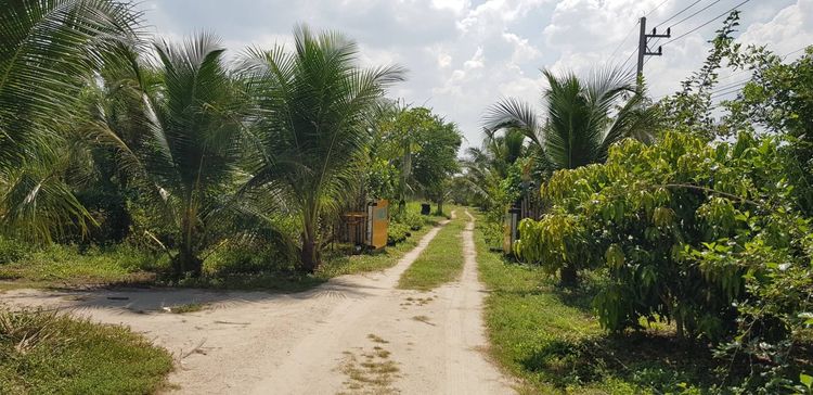 ขายทีดินศรีราชาโคงดารา รูปที่ 4