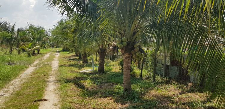 ขายทีดินศรีราชาโคงดารา รูปที่ 3