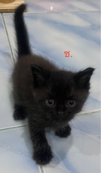 เปอร์เซียผสมสก็อตติช รูปที่ 3