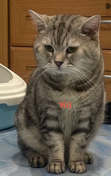 เปอร์เซียผสมสก็อตติช รูปที่ 6