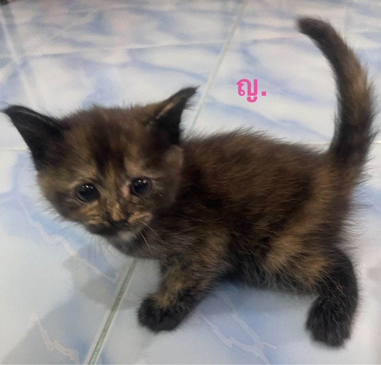 เปอร์เซียผสมสก็อตติช รูปที่ 2