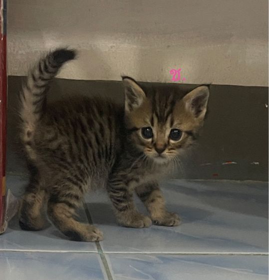 เปอร์เซีย (Persian) เปอร์เซียผสมสก็อตติช