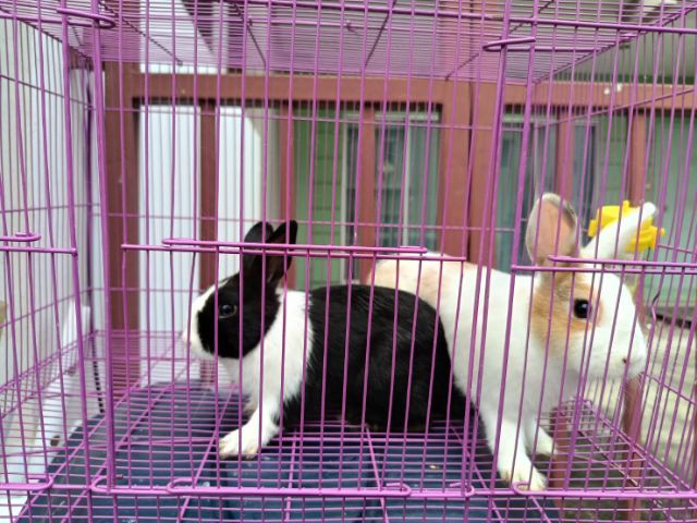 กระต่าย ND ชายหญิง พร้อมกรง