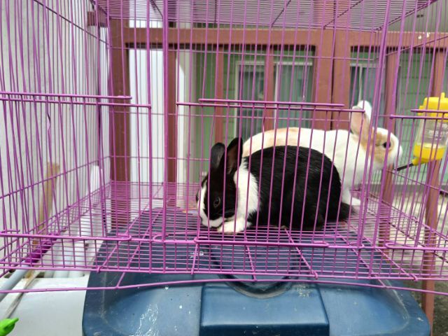 กระต่าย ND ชายหญิง พร้อมกรง รูปที่ 2