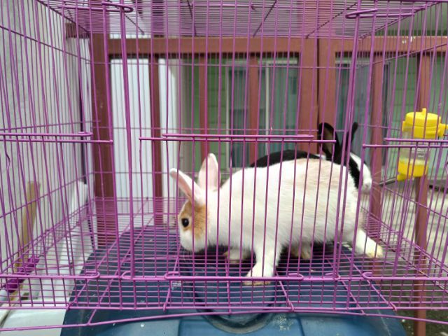 กระต่าย ND ชายหญิง พร้อมกรง รูปที่ 3