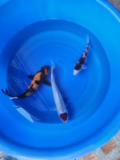 เหมาปลาคาร์ฟนอกยกมังเลิกเลี้ยง+cer รูปที่ 3