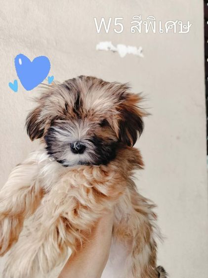ขายหมา ยอร์คเชีย  รูปที่ 3