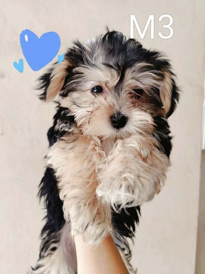 ขายหมา ยอร์คเชีย  รูปที่ 2