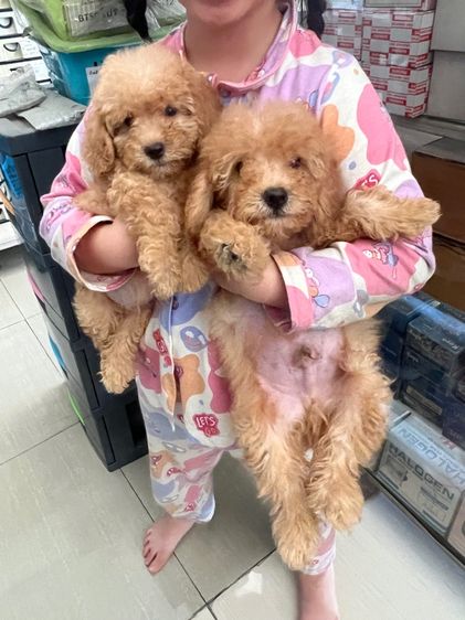 พุดเดิ้ลแท้ 