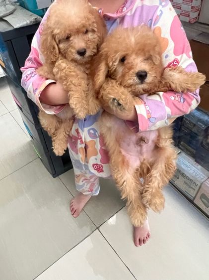 พุดเดิ้ลแท้  รูปที่ 4