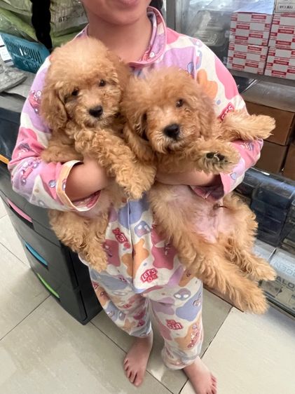 พุดเดิ้ลแท้  รูปที่ 5