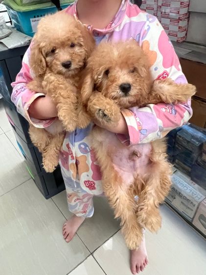 พุดเดิ้ลแท้  รูปที่ 2