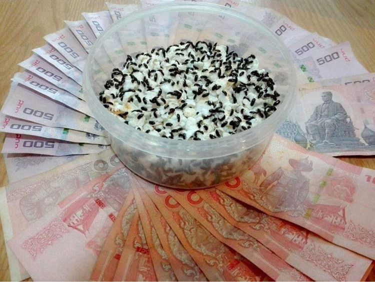 กระดิ่งเงินกระดิ่งทอง สัตว์เลี้ยงมงคลสุดปัง คุณกระดิ่งเงินกระดิ่งทอง น้องกระดิ่งเงินกระดิ่งทอง ผ่านพิธีปลุกเสกแล้ว เสริมค้าขาย การเงิน