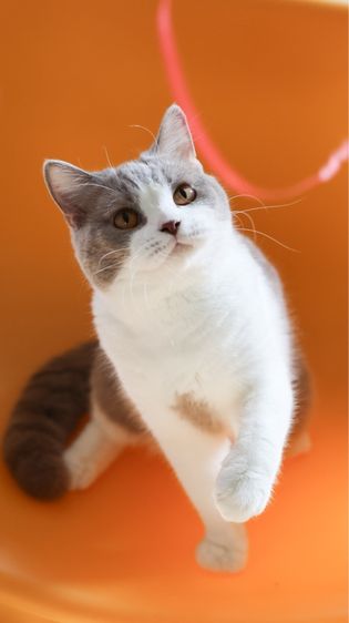 บริติช ชอร์ตแฮร์ (British Shorthair) บริติซชาย สายเลือดนำเข้า