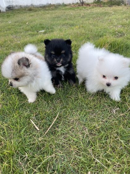 ปอมเมอเรเนียนแท้ รูปที่ 5