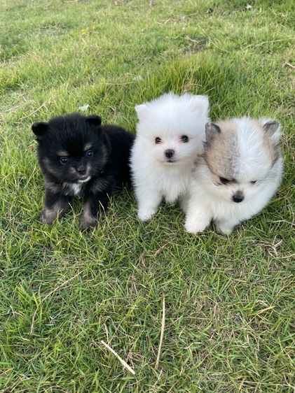 ปอมเมอเรเนียนแท้ รูปที่ 6